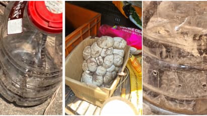 കൊടുമണ്ണിൽ ഷെഡ്ഡിൽ നിന്ന് 2 പെരുമ്പാമ്പിനെയും കുഞ്ഞുങ്ങളെയും കണ്ടെത്തി; തകർന്ന ഷെഡ്ഡിൽ കുഞ്ഞുങ്ങളും മുട്ടകളും