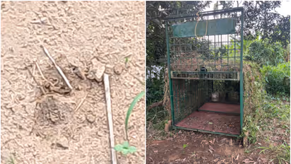 വിവിധയിടങ്ങളിൽ കാൽപ്പാടുകൾ, ചാലക്കുടിക്കാരെ ഭീതിയിലാക്കി പുലി; കൂട് സ്ഥാപിച്ചു, നിരീക്ഷണം ശക്തമാക്കി