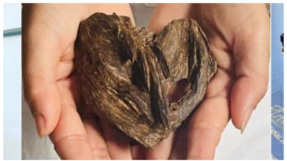 10 ഗ്രാം മരക്കഷ്ണത്തിന്റെ വില ഒരു കിലോ സ്വര്ണ്ണത്തിന്റെ വിലയ്ക്ക് തുല്യം! അറിയുമോ അതേത് മരമാണെന്ന്?