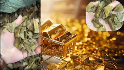 ಕೇವಲ 10 ಗ್ರಾಂ ಮರದ ತುಂಡಿಗೆ 1 ಕೆಜಿ ಚಿನ್ನದ ಬೆಲೆ! ಭಾರತದಲ್ಲೂ ಬೆಳೆಯುತ್ತೆ ಈ ಮರ!