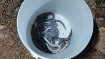 സ്കൂളിനടുത്ത് പാമ്പിൻ്റെ കുഞ്ഞുങ്ങൾ, മതിൽ പൊളിക്കും; തീരുമാനം 26 അണലിക്കുഞ്ഞുങ്ങളെ കണ്ടെത്തിയതിന് പിന്നാലെ