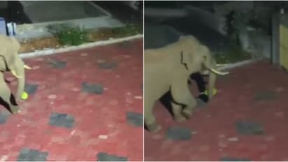 ഇരു കാലും പ്ലാവിന് മുകളിൽ വെച്ചു; ചക്ക പറിച്ച് കാട്ടുകൊമ്പൻ, ​വീടിൻ്റെ ​ഗേറ്റ് തകർത്ത് പുറത്തേക്ക്, ദൃശ്യങ്ങൾ 