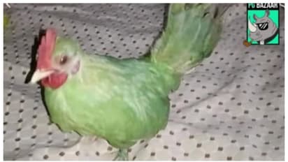 പച്ച നിറമടിച്ച കോഴി, തത്തയാണെന്ന് പറഞ്ഞ് ഓണ്‍ലൈനില്‍ വില്പനയ്ക്ക്; പാകിസ്ഥാനില്‍ നിന്നും പുതിയ തട്ടിപ്പ് 