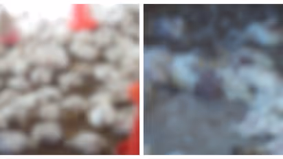 രാജാക്കാട് അജ്ഞാത ജീവി ആക്രമണം; 35 ദിവസം പ്രായമുള്ള 1000ത്തിലേറെ കോഴികൾ ചത്തു, 5 ലക്ഷം രൂപ നഷ്ടമെന്ന് ഫാം ഉടമ