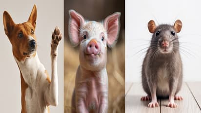 Viral News: జంతువులకు మాటలొస్తే ఏం మాట్లాడతాయి? మనుషులను కచ్చితంగా ఇలాగే ప్రశ్నిస్తాయి కావొచ్చు!