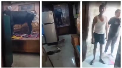 പശുവും കാളയും ബെഡ്റൂമിൽ; ഭയന്ന് പോയ വീട്ടമ്മ കാർഡ്ബോർഡ് പെട്ടിക്കുള്ളിൽ ഒളിച്ചിരുന്നത് രണ്ട് മണിക്കൂർ; വീഡിയോ