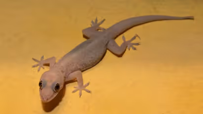 ಮನೆಯಲ್ಲಿ ಹಲ್ಲಿಗಳ ಕಾಟ ಜಾಸ್ತಿ ಇದೆಯಾ? ಇಷ್ಟು ಮಾಡಿ ಒಂದೇ ಒಂದು ಹಲ್ಲಿ ಅಲ್ಲಿರೋಲ್ಲ!