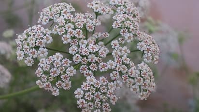 Business Idea: ಜಮೀನಿದ್ರೆ ತಿಂಗಳಿಗೆ ಲಕ್ಷ ಸಂಪಾದನೆ! ಸೂಪರ್ ಐಡಿಯಾ ಇದು 