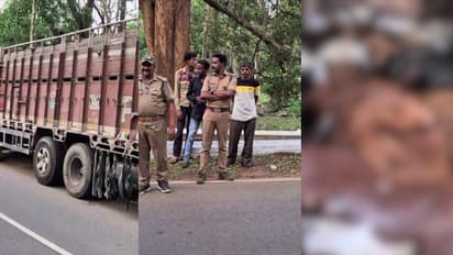 കാട്ടിനുള്ളിൽ ലോറി, സംശയം തോന്നിയ വനംവകുപ്പ് സ്ഥലത്തെത്തി, ചത്ത ആടുകളെ കാട്ടിലെറിഞ്ഞ സംഘം പിടിയിൽ