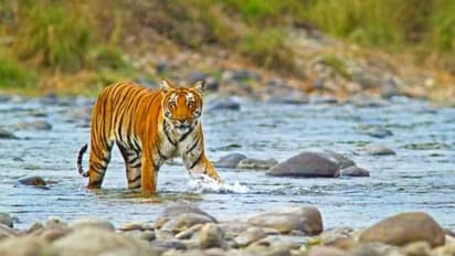 Jim Corbett to Kaziranga: Top 10 national parks for wildlife adventures