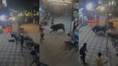 അമ്പലപ്പുഴയിൽ പെരുന്നാളിന് അറുക്കാനായി എത്തിച്ച പോത്ത് വിരണ്ടോടി, പിടികൂടിയത് വാട്ടർ ടാങ്കിൽ വീണതോടെ