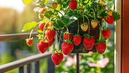 Growing strawberries at home