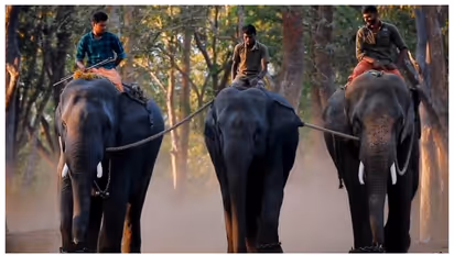 കേരളത്തിന്‍റെ സ്വന്തം 'കുംങ്കി'യാനകൾ; മുത്തങ്ങ ആന പരിശീലനകേന്ദ്രത്തെ കുറിച്ചുള്ള ഡോക്യമെന്‍ററി ശ്രദ്ധ നേടുന്ന