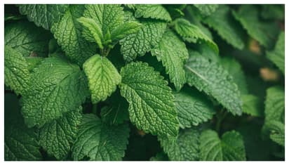 പുതിന എത്ര ദിവസം വേണമെങ്കിലും ഇരിക്കും; ഇത്രയും ചെയ്താൽ മതി