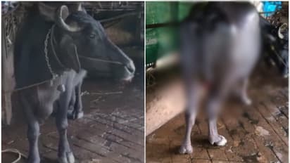 മിണ്ടാപ്രാണിയോട് ക്രൂരത; എരുമയുടെ വാൽ മുറിച്ചു, മുറിച്ചു നീക്കിയ വാലിന്റെ ഭാഗം വീട്ടുമുറ്റത്ത് ഉപേക്ഷിച്ചു