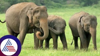 झिम्बाब्वे सरकार हत्तींची करणार कत्तल, त्यांचे मांस लोकांना देणार खायला