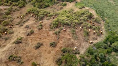 HCU: హెచ్‌సీయూలో నెమళ్ల అరుపులు నిజం కాదా.? ప్రభుత్వానికి ఇదే ఆయుధంగా మారనుందా? 