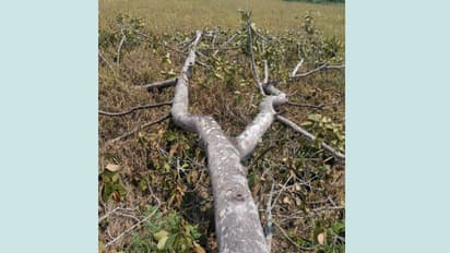 കൊയ്ത്തിന് തയ്യാറായ പാടത്തേക്ക് ആഞ്ഞിലി മരം കടപുഴകിവീണ് കൃഷിനാശം