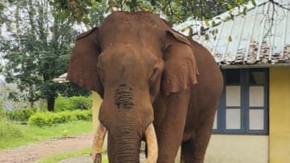 ಹಲಸಿನ ಹಣ್ಣು ತಿನ್ನಲು ಬಂದ ಕಾಡಾನೆ ವಿದ್ಯುತ್ ಶಾಕ್ ತಗುಲಿ ಸಾವು