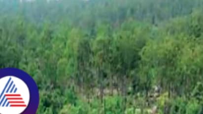 Over 13,000 sq km of forest land encroached across India; Karnataka ranks 3rd after MP and Assam