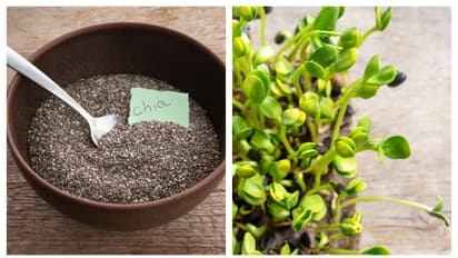 മണ്ണും വേണ്ട, ചട്ടിയും വേണ്ട; ചിയ സീഡിന്റെ മൈക്രോഗ്രീൻസ് ഉണ്ടാക്കാം എളുപ്പത്തിൽ; ഇത്രയേ ചെയ്യാനുള്ളൂ