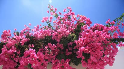 Bougainvillea to Portulaca: 7 tough plants for hot summers; Read on