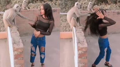 എന്റമ്മേ എന്നെ വിടോ; റീൽ ചിത്രീകരിക്കവേ പെൺകുട്ടിയുടെ മുടിയിൽ പിടിച്ച് വലിച്ച് കുരങ്ങൻ 