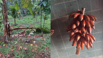 വന്നത് സ്കൂട്ടറിൽ, ഹെൽമറ്റ് ഊരാതെ പറമ്പിലെത്തി, പക്ഷേ പണി പാളി; നിലവിളി കേട്ടതോടെ വാഴക്കുല കള്ളൻ ഓടി തടിതപ്പി