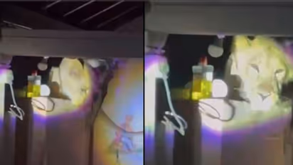 ಆಹಹಾ ಏನೋ ಘಮ ಘಮ ಬರ್ತಿದೆ: ಅಡುಗೆ ಕೋಣೆಯ ಕಿಟಿಕಿಯಲ್ಲಿಇಣುಕಿದ ಸಿಂಹದ ವೀಡಿಯೋ ವೈರಲ್‌