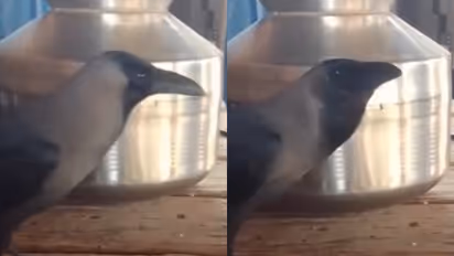 Astonishing! Palghar crow goes viral for mimicking human speech, says 'Papa'; WATCH