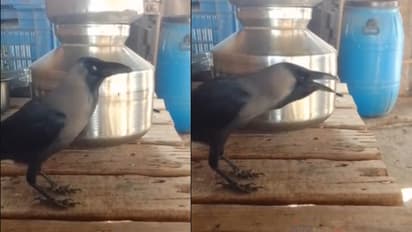 Viral Video: ఇందేదిరా మామా.! కాకి మాట్లాడుతోంది. వైరల్‌ వీడియో 