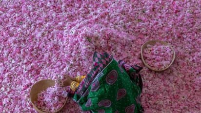 ഇതാണ് ഒമാനിലെ ആ സ്ഥലം, കണ്ണെത്താ ദൂരത്തോളം പൂത്തുലഞ്ഞ് റോസാപ്പൂക്കൾ, സന്ദർശകരെ മാടിവിളിച്ച് ജബൽ അഖ്ദർ