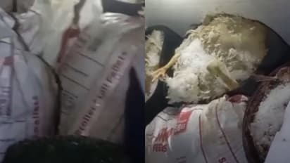 പത്തിലേറെ ചത്ത കോഴികൾ പുഴുവരിച്ച നിലയിൽ; ഇറച്ചിക്കട ഉടമയിൽ നിന്ന് 25000 രൂപ പിഴ ഈടാക്കി ഗുരുവായൂർ നഗരസഭ