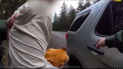 ಎಕ್ಸ್ಗರ್ಲ್ಫ್ರೆಂಡ್ ಮನೆಯಿಂದ ಕೋಳಿ ಕದ್ದವನ ಗನ್ ತೋರಿಸಿ ಬಂಧಿಸಿದ ಪೊಲೀಸರು: ವೀಡಿಯೋ ವೈರಲ್