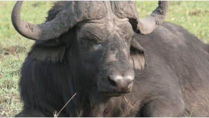 തീറ്റ കൊടുക്കുന്നതിനിടെ പോത്ത് കുത്തി; എറണാകുളത്ത് ഗൃഹനാഥൻ മരിച്ചു
