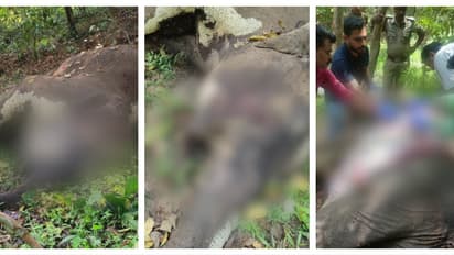 രാത്രി തുടർച്ചയായി അലർച്ച കേട്ടു, പ്രദേശത്ത് പരിശോധനക്കെത്തി വനപാലകർ; 3 ഇടങ്ങളിലായി 3 കാട്ടാനകൾ ചെരിഞ്ഞ നിലയിൽ