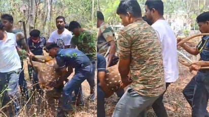 Kancha Gachibowli row: ಬೀದಿ ನಾಯಿಗಳ ದಾಳಿಗೆ ಬಲಿಯಾದ ಜಿಂಕೆ!