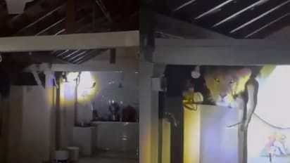 പാതിരാത്രി അടുക്കളയിൽ നിന്നും മുരൾച്ച, പൂച്ചയാണെന്ന് കരുതി ടോർച്ചടിച്ചു, ഭിത്തിക്ക് മുകളിലിരുന്നത് സിംഹം!