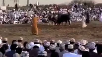 ഒമാനിൽ കാളപ്പോരിനിടെ കാളയുടെ കുത്തേറ്റ് ഒരാൾ മരിച്ചു, നിരവധി കാണികൾക്കും പരിക്ക്