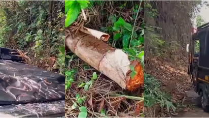 ഓടിക്കൊണ്ടിരുന്ന ഓട്ടോറിക്ഷക്ക് മുകളിലേക്ക് പന കടപുഴകി വീണ് അപകടം; ഡ്രൈവറടക്കം 3 പേർക്ക് ഗുരുതര പരിക്ക്