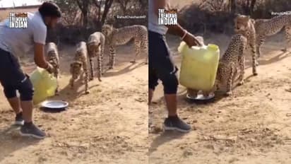 എന്റമ്മോ എന്തൊരു ധൈര്യം! ചീറ്റകൾക്ക് പാത്രത്തിൽ വെള്ളം നൽകുന്ന യുവാവ്, നോക്കിനിന്ന് മറ്റ് നാട്ടുകാരും, വീഡിയോ 