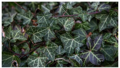 വായു ശുദ്ധീകരിക്കാൻ ഈ 5 ഇൻഡോർ പ്ലാന്റുകൾ വീട്ടിൽ വളർത്താം 