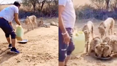 Forest department driver offers water to thirsty cheetah family, suspended for violating guidelines (WATCH)