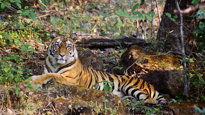 Controversy erupts over private party at fort in Ranthambore Tiger Reserve violating environmental norms