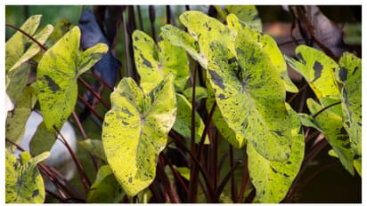 ഇതാണ് ലൈറ്റ് പില്ലർ കൊളോകാസിയ