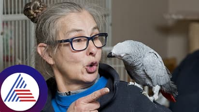 ಅಮೆಜಾನ್​ನಿಂದ ಏನೇನೋ ಆರ್ಡರ್​ ಮಾಡಿದ ಕಿತಾಪತಿ ಆಫ್ರಿಕನ್​ ಗಿಳಿ! ಮಹಿಳೆ ಸುಸ್ತೋ ಸುಸ್ತು- ಏನಾಯ್ತು ನೋಡಿ