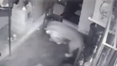 ഞെട്ടിക്കുന്ന സിസിടിവിദൃശ്യങ്ങൾ, നായയെ കടിച്ചെടുത്ത് പുള്ളിപ്പുലി, എന്നിട്ടും കുഞ്ഞുങ്ങളെയൂട്ടാൻ തിരികെ വന്നു