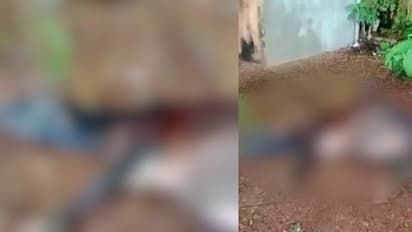 കുസാറ്റ് ക്യാമ്പസിൽ പശുക്കിടാവിനോട് കൊടുംക്രൂരത! ശരീരത്തിൽ മുഴുവൻ മുറിവ്, കാലുകൾ കേബിളിൽ കെട്ടിയിട്ട നിലയിൽ