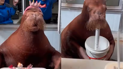 ವಲ್ರಸ್ಗೆ ಬಿಗ್ ಬರ್ತ್ಡೇ ಬ್ಯಾಶ್: ಚೀನಾದ ಝೂ ವೀಡಿಯೋ ಸಖತ್ ವೈರಲ್