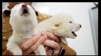 'World's first de-extinction': Dire wolves howl again, back after 12,500 years of extinction (WATCH)